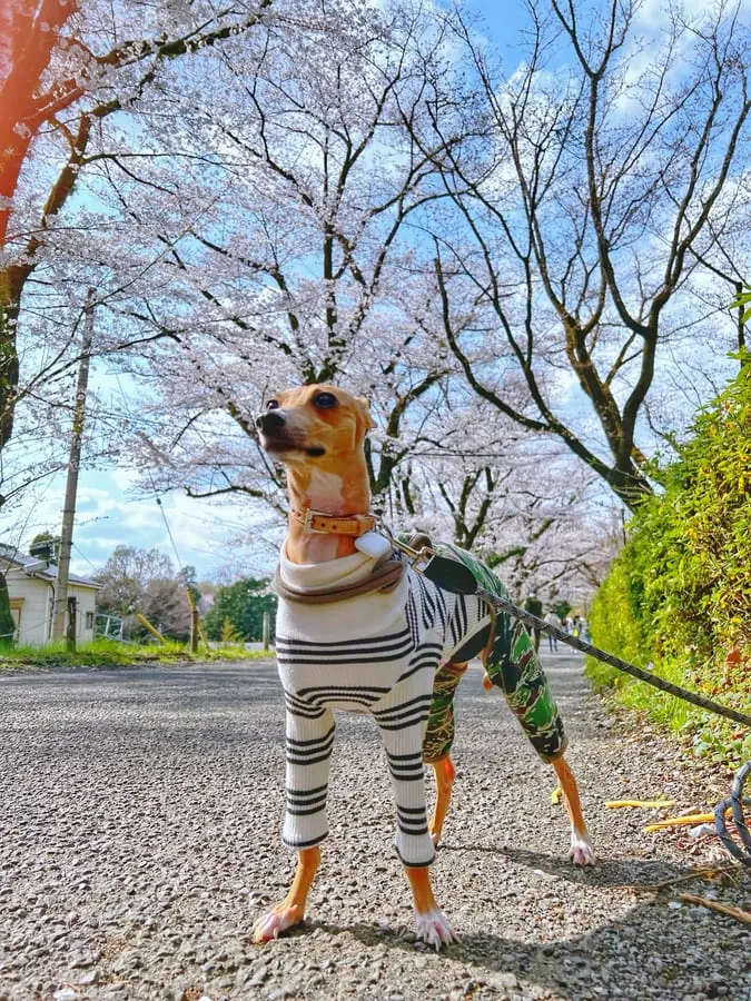 村民のイタグレ