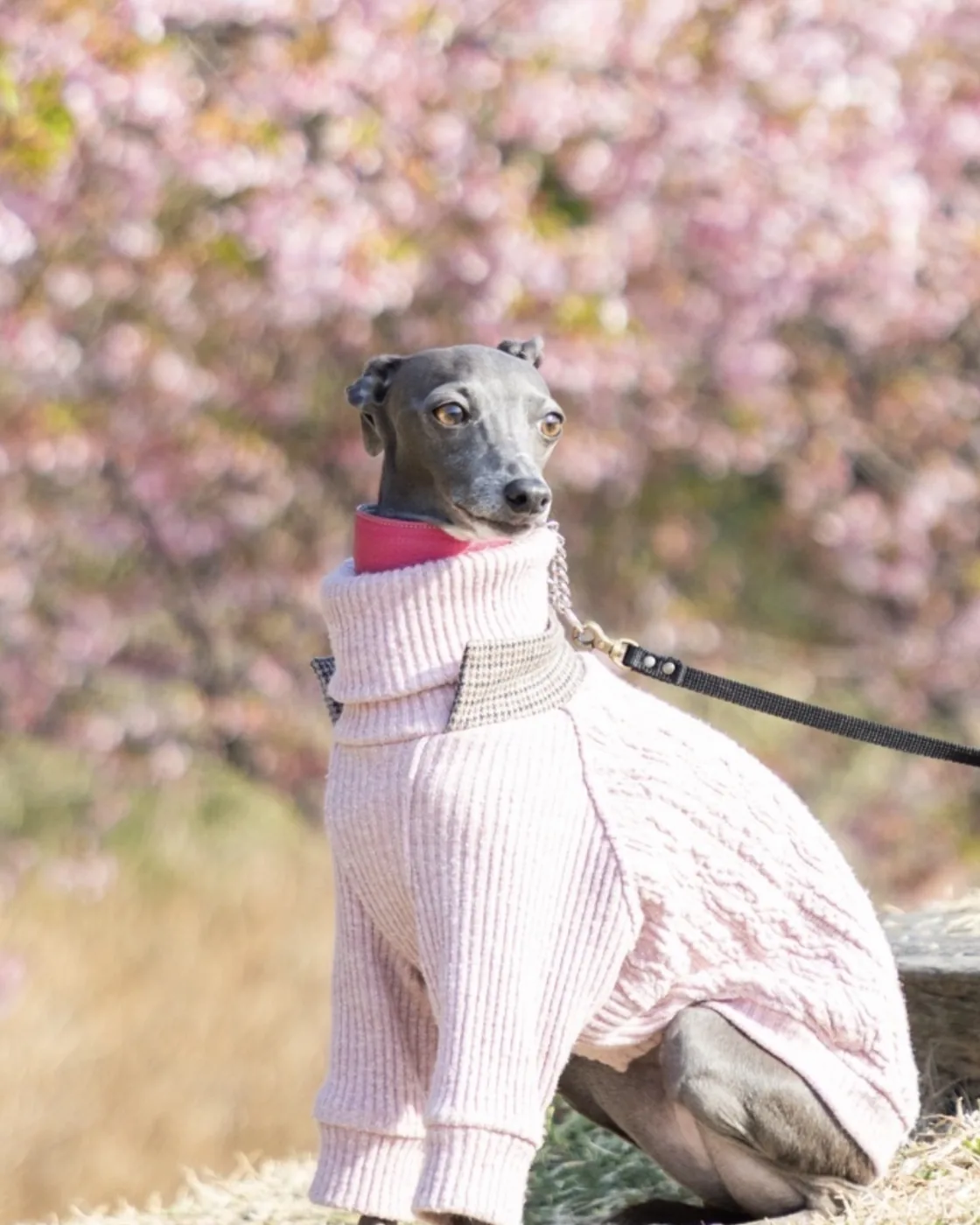 桜の下のイタグレ