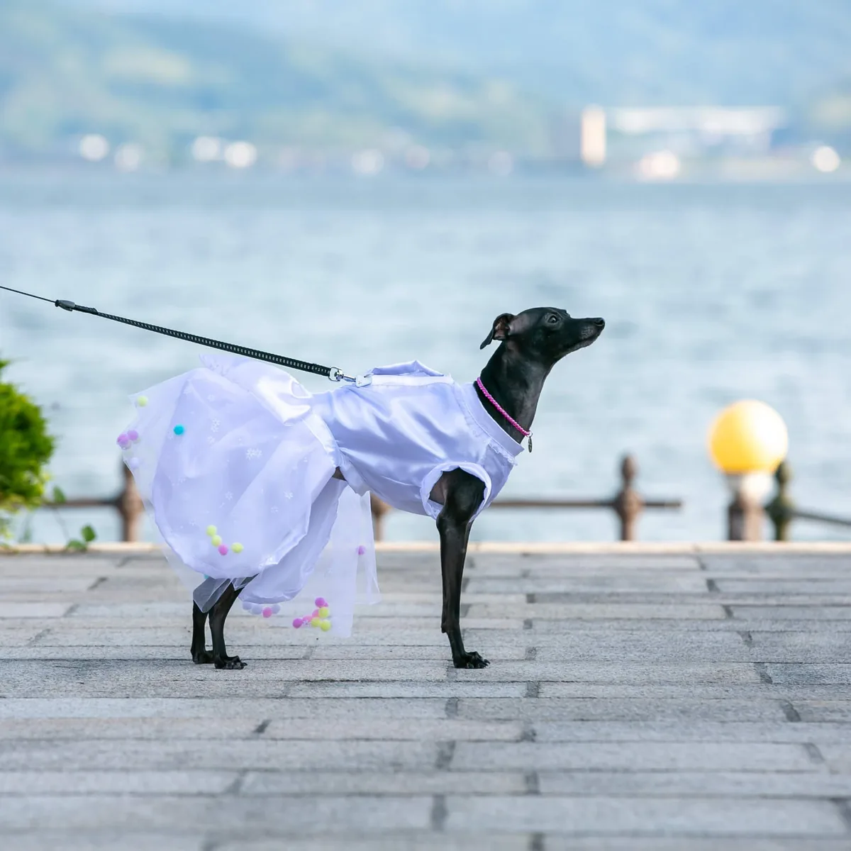 海辺をお散歩するイタグレ
